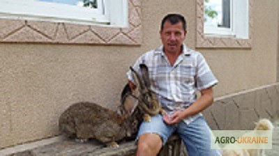 Фото 3. Продам кролів породи фландр
