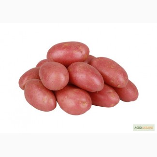 Картопля насіннєва продаж посадкової картоплі