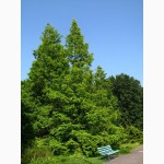 Саженцы: Метасеквойя – Metasequoia glyptostroboides