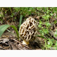 Мицелий Сморчок обыкновенный для выращивания грибов на ... 