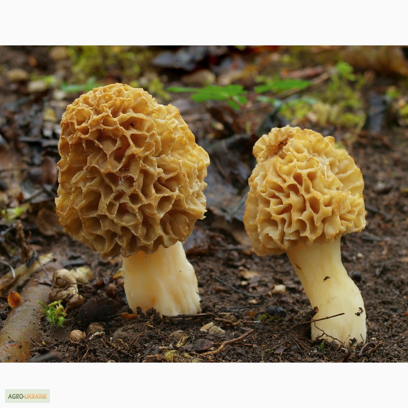 Фото 4. Мицелий Сморчок обыкновенный для выращивания грибов на участке высылаю новой почтой