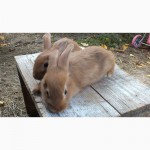 Продам кролики породи Бургундія