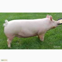 Продам свиню живою вагою 100-110 кг, на домашніх харчах