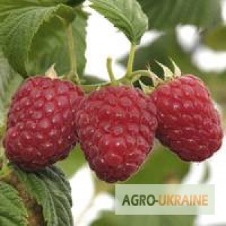 Саженцы малины по всей Украине