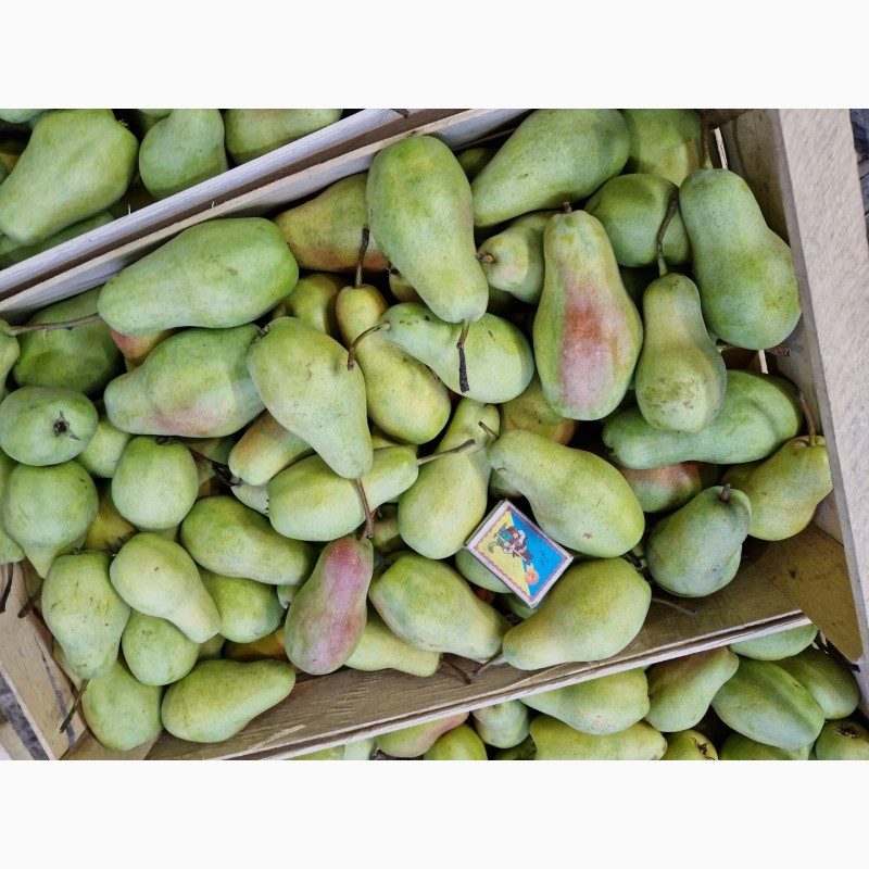 Фото 6. Продам грушу талгарська красуня