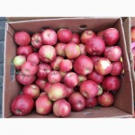 Продам яблука рвані сорти чемпіон, голден, ліголь, джонаголд, айдаред