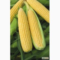 Продажа семян кукурузы Вега, Карамелло, Борон, Добрыня