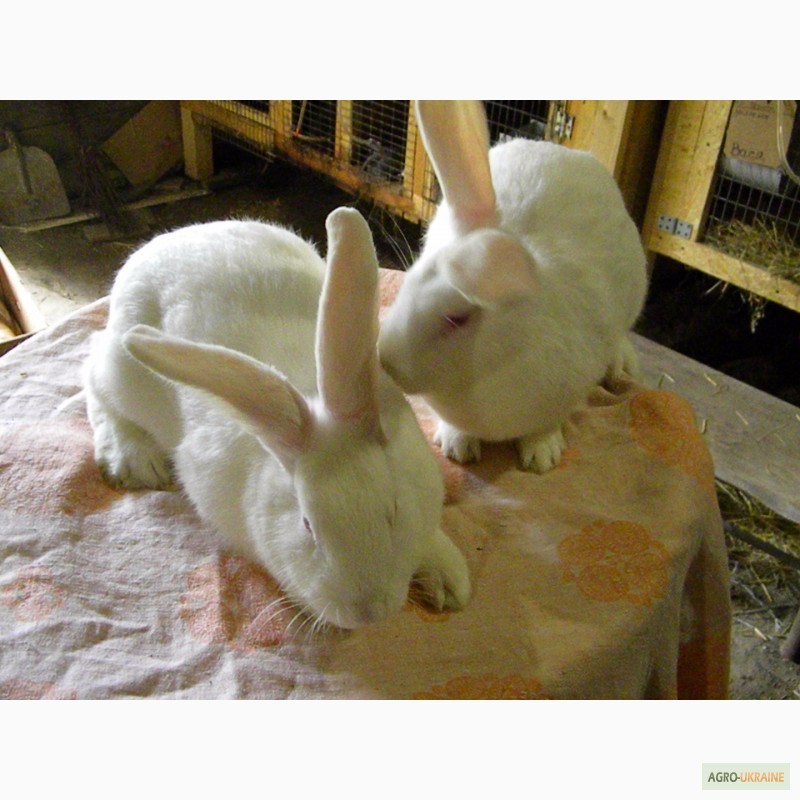 Фото 16. Продам племенні кролики породи Термондська Біла