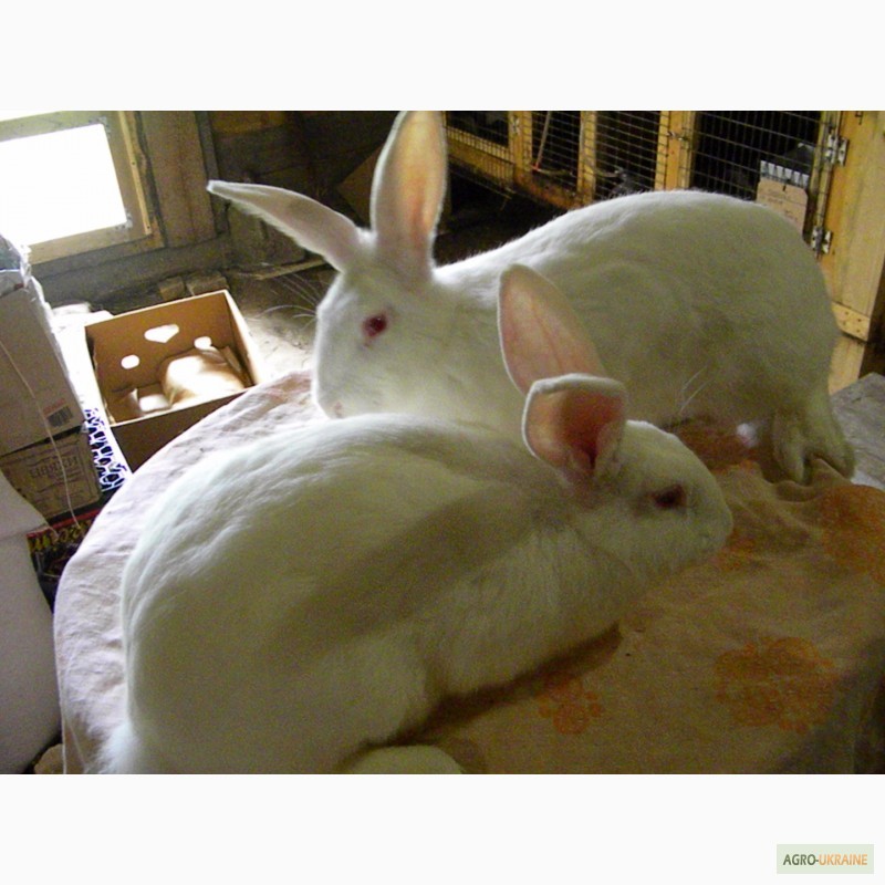 Фото 17. Продам племенні кролики породи Термондська Біла