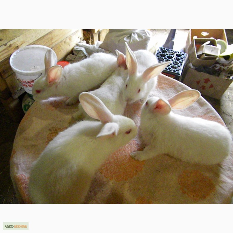 Фото 18. Продам племенні кролики породи Термондська Біла