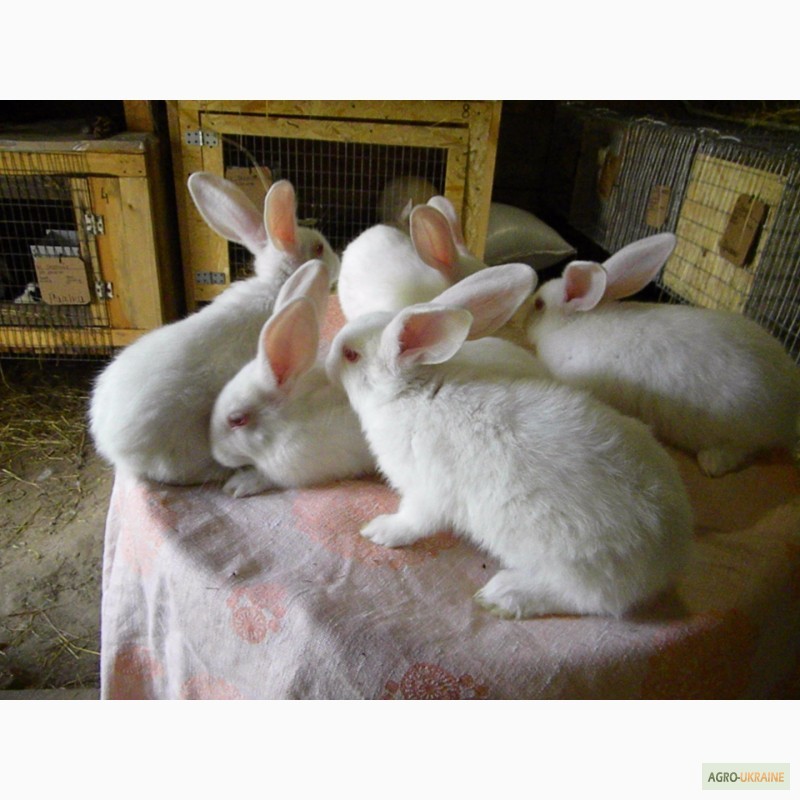 Фото 19. Продам племенні кролики породи Термондська Біла