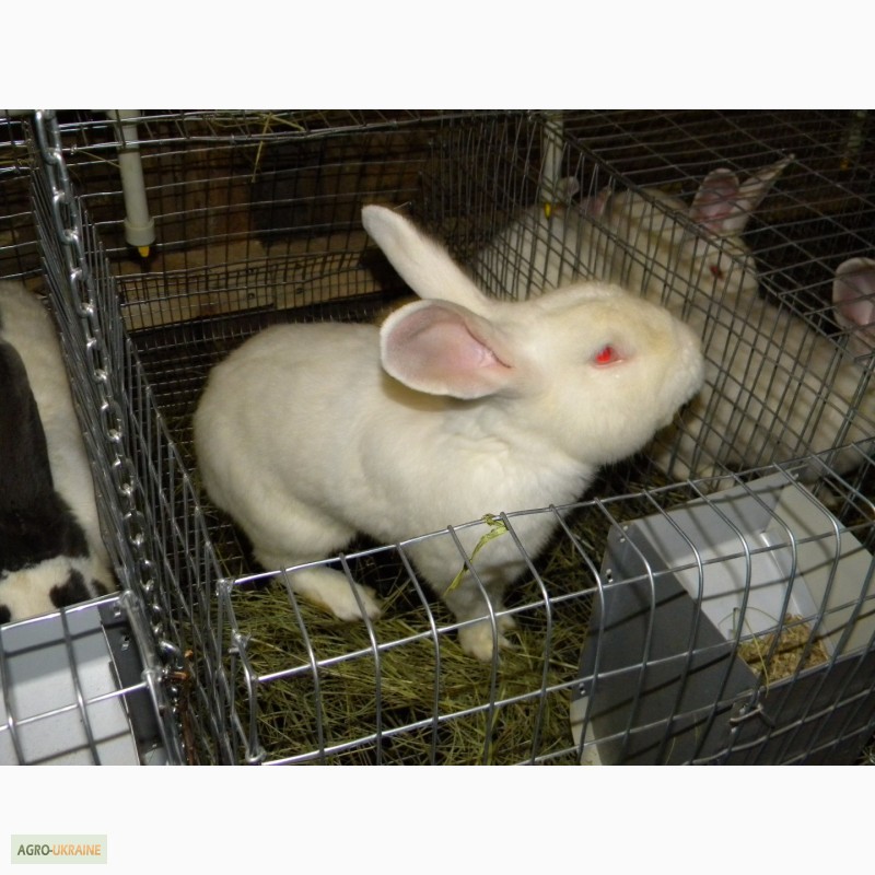 Фото 2. Продам племенні кролики породи Термондська Біла