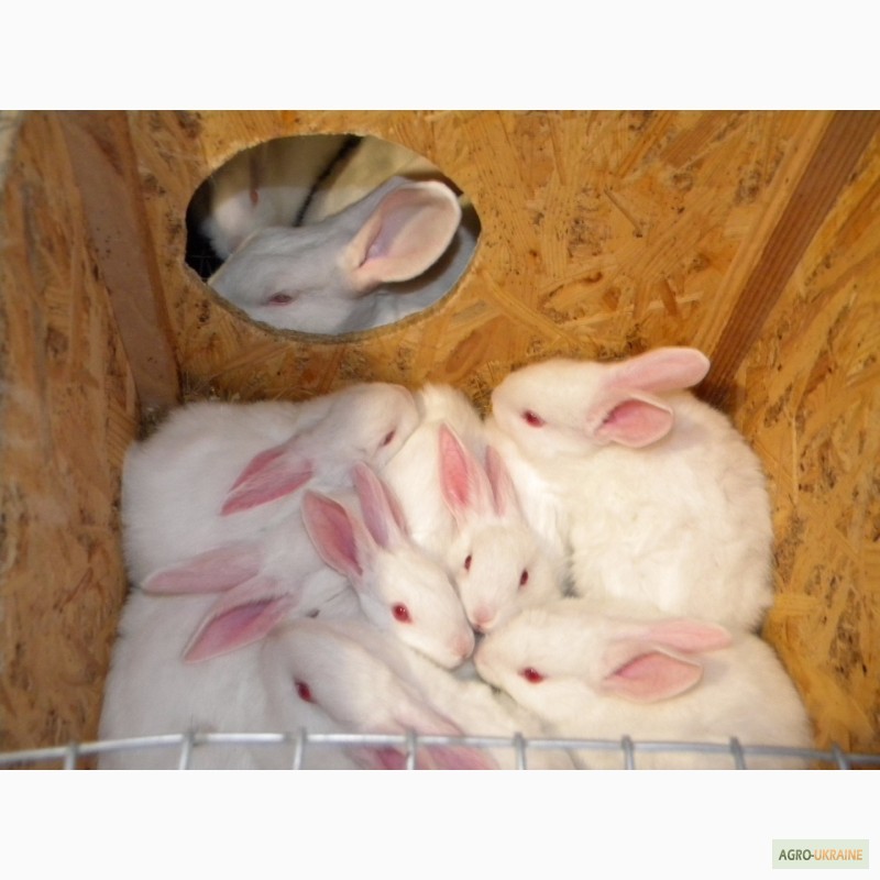 Фото 6. Продам племенні кролики породи Термондська Біла
