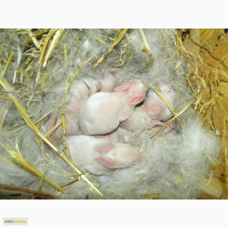Фото 7. Продам племенні кролики породи Термондська Біла