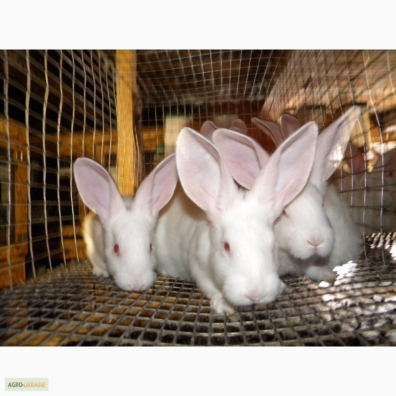 Фото 8. Продам племенні кролики породи Термондська Біла