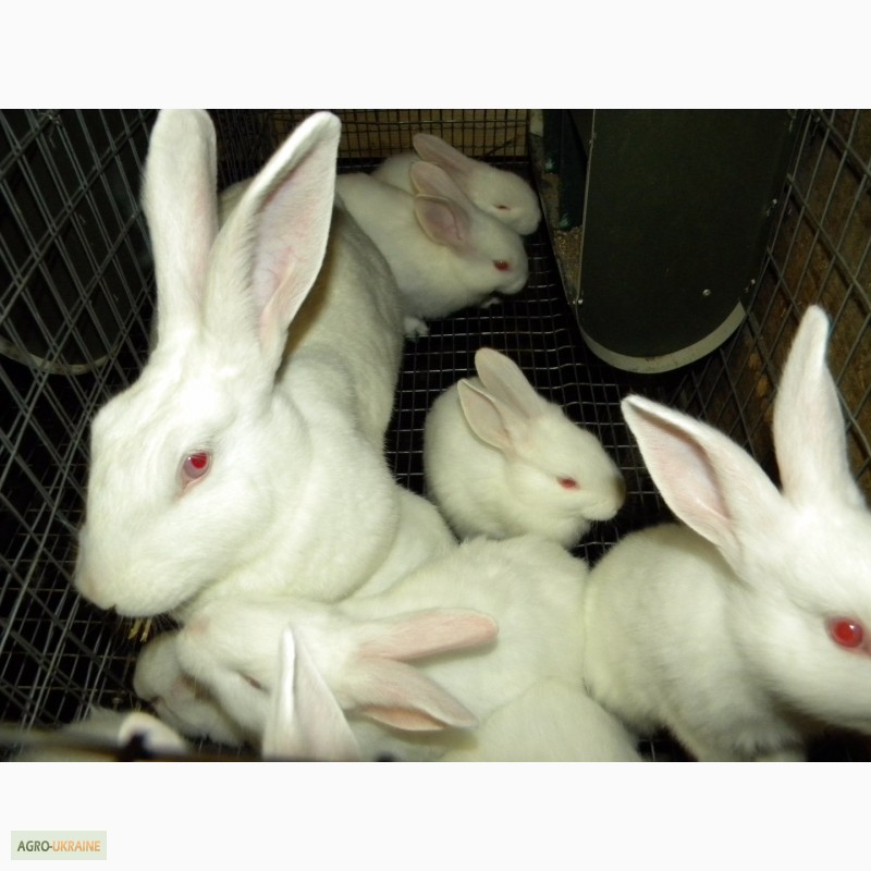 Фото 9. Продам племенні кролики породи Термондська Біла