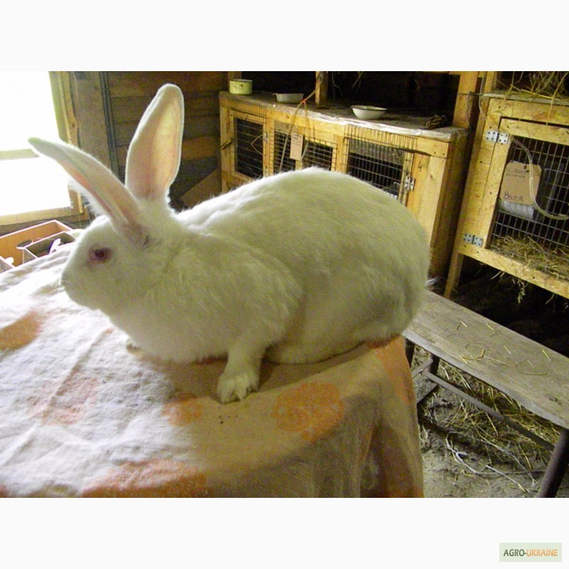 Фото 4. Продам племенні кролики породи Термондська Біла