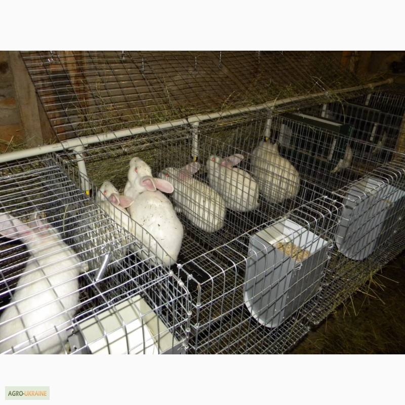 Фото 5. Продам племенні кролики породи Термондська Біла