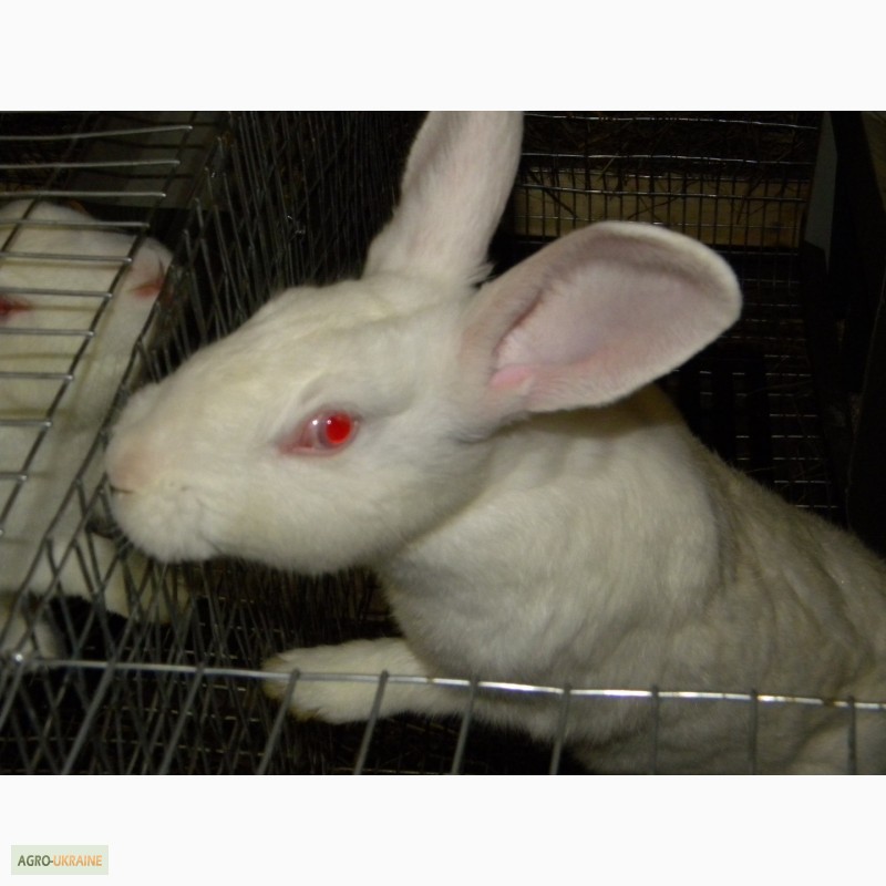 Фото 11. Продам племенні кролики породи Термондська Біла