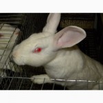 Продам племенні кролики породи Термондська Біла