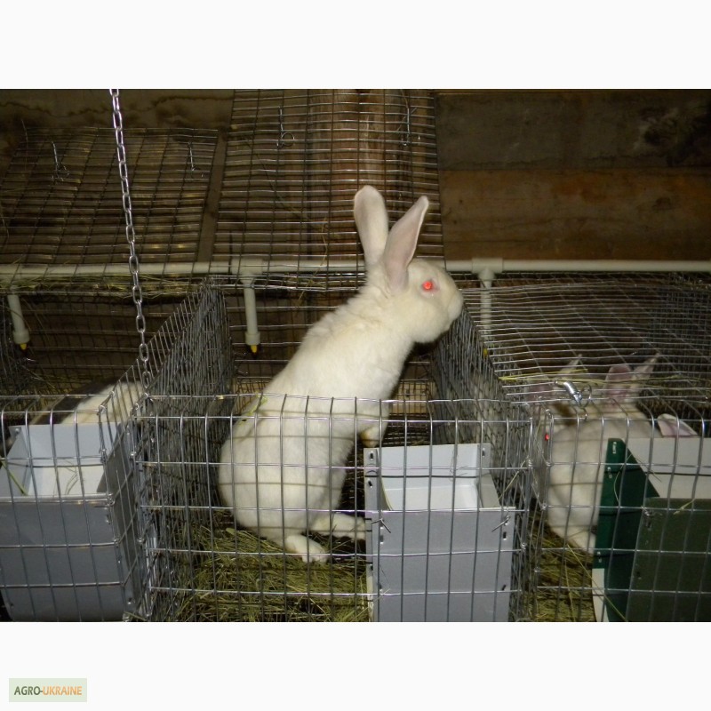 Фото 12. Продам племенні кролики породи Термондська Біла