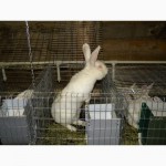 Продам племенні кролики породи Термондська Біла