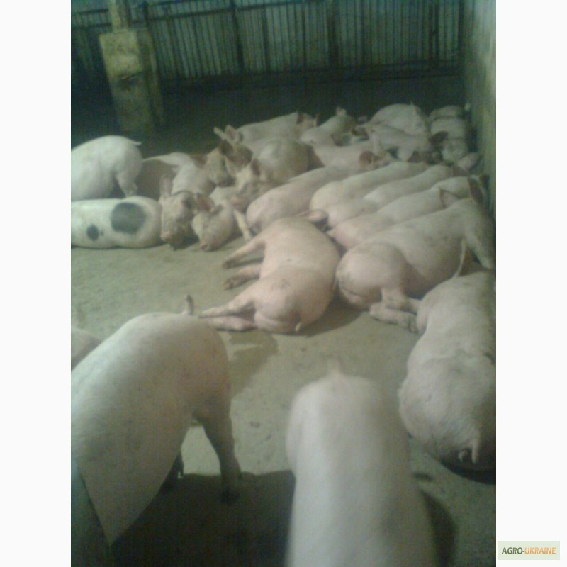 Фото 2. Закупаем свиней живым весом 1 2 категории