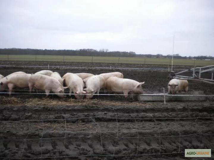 Фото 3. Закупаем свиней живым весом 1 2 категории