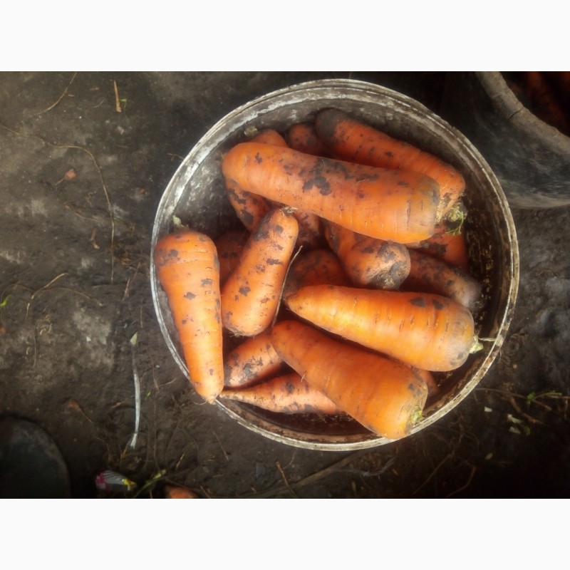 Фото 3. Продам морковь, сортов Абако, Каратель