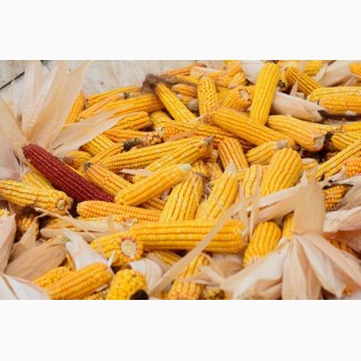 Продам семена кукурузы Оржица 237 МВ