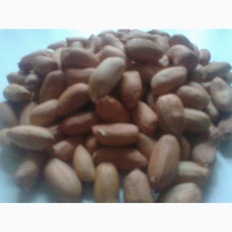 Фото 2. Семена арахиса сорт Украинский степняк