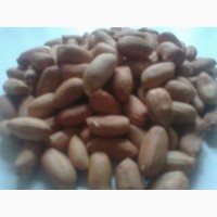 Семена арахиса сорт Украинский степняк
