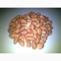 Семена арахиса сорт Украинский степняк