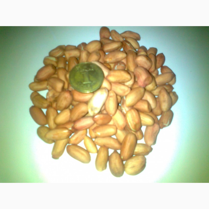 Фото 4. Семена арахиса сорт Украинский степняк
