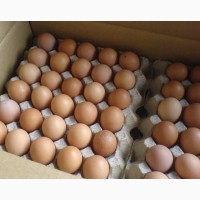 ПРОДАМ Яйца Куриные столовые