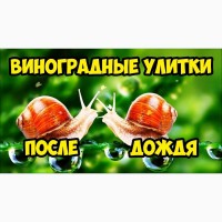 Купуемо выноградного равлыка