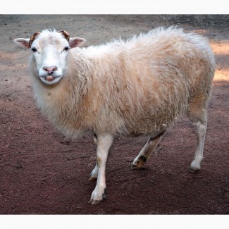 Куплю овец по всей Украине