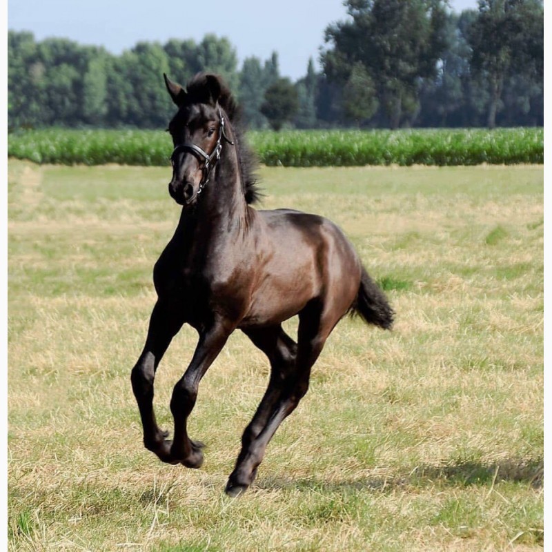 Фото 3. Фриз фризская лошади фризской породы