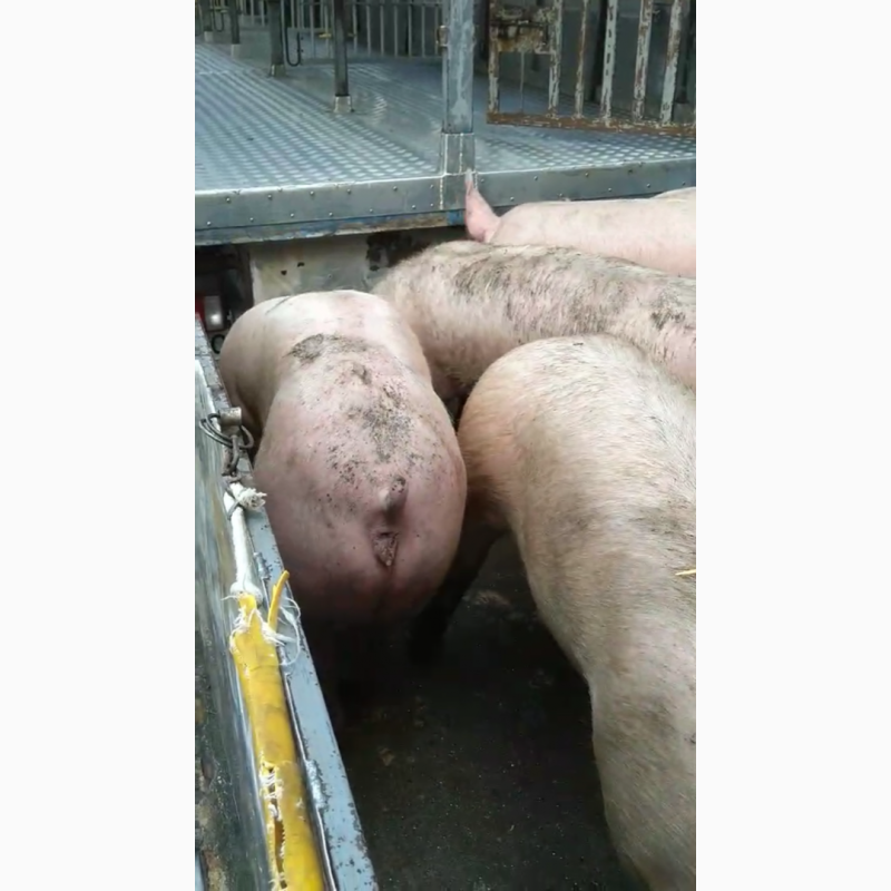 Фото 5. Продам свиней