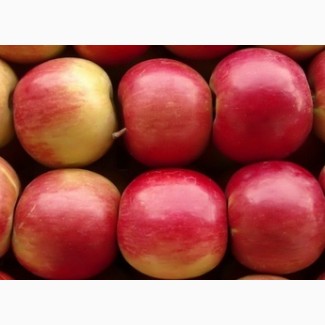 Продажа крупных яблок с огромного сада (лучшая цена и качество)