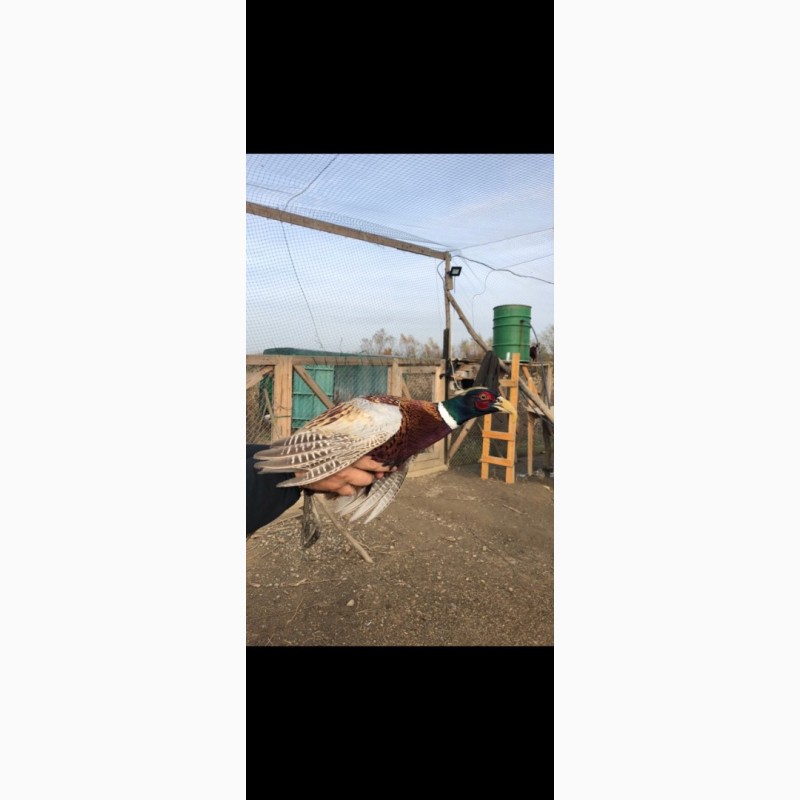 Фото 2. Продам охотничих фазанов, мисливських фазанів