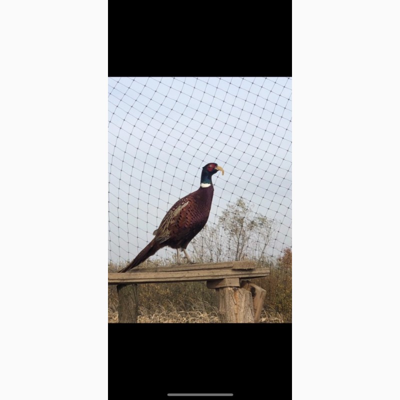 Фото 4. Продам охотничих фазанов, мисливських фазанів