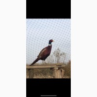 Продам охотничих фазанов, мисливських фазанів