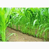 РАМ 6475 ФАО 300 семена кукурузы