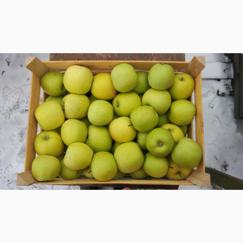 Фото 2. Продам яблука різних сортів гарної якості