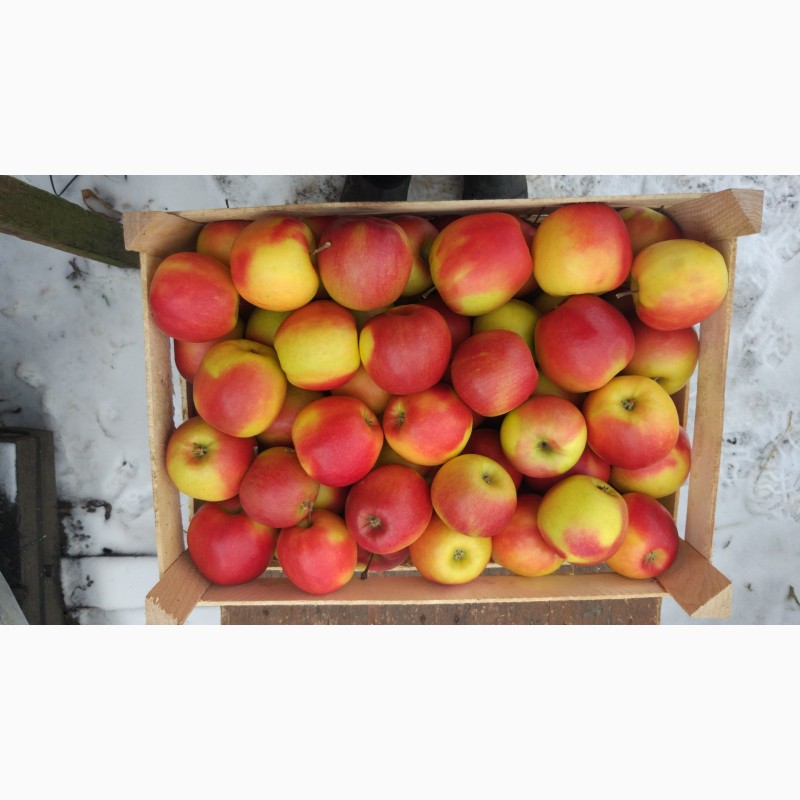 Фото 5. Продам яблука різних сортів гарної якості