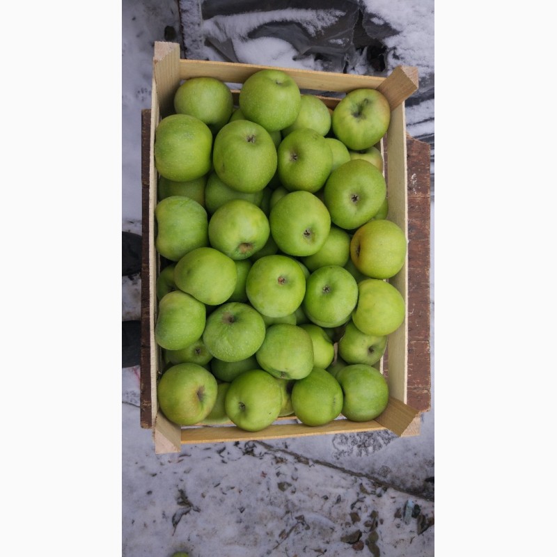 Фото 6. Продам яблука різних сортів гарної якості