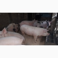 Продам мясных свиней