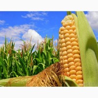 Насіння кукурудзи, канадский трансгенный гибрид кукурузы skeena ff 199 фао 250