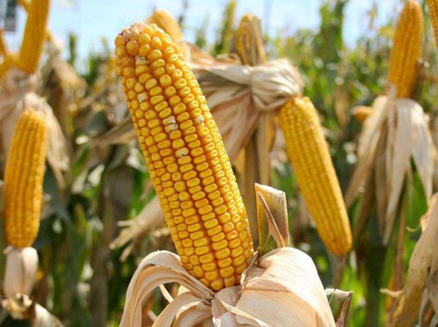 Фото 2. Насіння кукурудзи, канадский трансгенный гибрид кукурузы skeena ff 199 фао 250